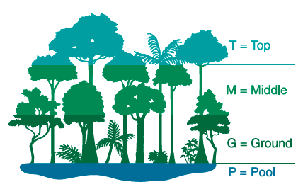 bird locator guide for height of bird perches: top, middle, ground, and pool